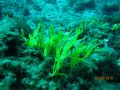 Caulerpa taxifolia
